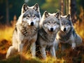Ai Generated illustration Wildlife Concept of Pack Three of European Grey Wolves Royalty Free Stock Photo