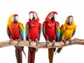 Ai Generated illustration Wildlife Concept of 3 parrots isolated on white