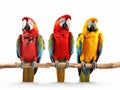 Ai Generated illustration Wildlife Concept of 3 parrots isolated on white