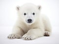 Ai Generated illustration Wildlife Concept of Polar bear cub Ursus maritimus 3 months old Royalty Free Stock Photo