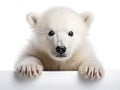 Ai Generated illustration Wildlife Concept of Polar bear cub Ursus maritimus 3 months old Royalty Free Stock Photo