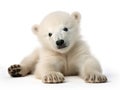 Ai Generated illustration Wildlife Concept of Polar bear cub Ursus maritimus 3 months old Royalty Free Stock Photo