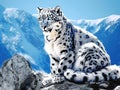 Ai Generated illustration Wildlife Concept of The Rare Snow Leopard Royalty Free Stock Photo