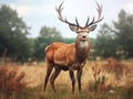 Ai Generated illustration Wildlife Concept of Red Deer grunt