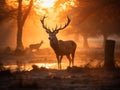 Ai Generated illustration Wildlife Concept of Red Deer in Morning Sun Royalty Free Stock Photo