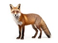 Ai Generated illustration Wildlife Concept of Red fox Vulpes vulpes standing isolated Royalty Free Stock Photo