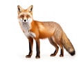 Ai Generated illustration Wildlife Concept of Red fox Vulpes vulpes standing isolated Royalty Free Stock Photo