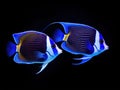 Ai Generated illustration Wildlife Concept of Reef fish blue tang Royalty Free Stock Photo