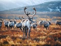 Ai Generated illustration Wildlife Concept of Reindeer grazes in the polar tundra. Royalty Free Stock Photo