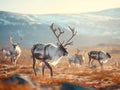 Ai Generated illustration Wildlife Concept of Reindeer grazes in the polar tundra. Royalty Free Stock Photo