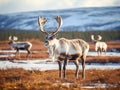 Ai Generated illustration Wildlife Concept of Reindeer grazes in the polar tundra. Royalty Free Stock Photo