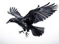 Ai Generated illustration Wildlife Concept of Rook Corvus frugilegus 3 old flying