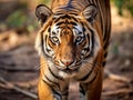 Ai Generated illustration Wildlife Concept of Royal bengal tiger closeup