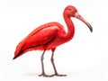 Ai Generated illustration Wildlife Concept of Scarlet Ibis - Eudocimus ruber