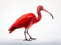 Ai Generated illustration Wildlife Concept of Scarlet Ibis - Eudocimus ruber