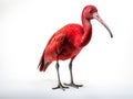 Ai Generated illustration Wildlife Concept of Scarlet Ibis - Eudocimus ruber