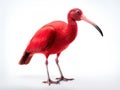 Ai Generated illustration Wildlife Concept of Scarlet Ibis - Eudocimus ruber