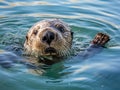 Ai Generated illustration Wildlife Concept of Sea otter floating on its back Royalty Free Stock Photo