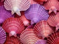 Ai Generated illustration Wildlife Concept of Sea Shell Scallop Fan Pattern Royalty Free Stock Photo