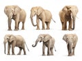 Ai Generated illustration Wildlife Concept of Set of Elephants Isolated on White