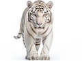 Ai Generated illustration Wildlife Concept of Set of white tiger. over white Royalty Free Stock Photo