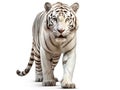 Ai Generated illustration Wildlife Concept of Set of white tiger. over white Royalty Free Stock Photo