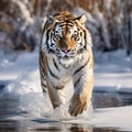 Ai Generated illustration Wildlife Concept of Siberian Tiger in the snow Panthera tigris Royalty Free Stock Photo