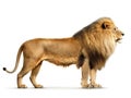 Ai Generated illustration Wildlife Concept of Side view of a Lion standing Panthera Leo 10 old