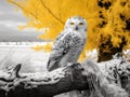 Ai Generated illustration Wildlife Concept of Snowy owl behind fallen tree