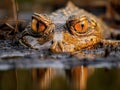 Ai Generated illustration Wildlife Concept of Spectacled caiman Pantanal Royalty Free Stock Photo
