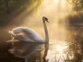 Ai Generated illustration Wildlife Concept of Swan and Streaming Sunshine on Foggy Morning Royalty Free Stock Photo