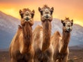 Ai Generated illustration Wildlife Concept of Three camels in Ethiopia Royalty Free Stock Photo