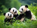 Ai Generated illustration Wildlife Concept of Three lovely pandas sitting on the grassland