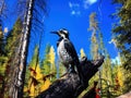 Ai Generated illustration Wildlife Concept of Three-Toed Woodpecker