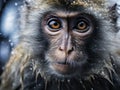 Ai Generated illustration Wildlife Concept of Tibetan monkey Royalty Free Stock Photo