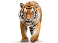 Ai Generated illustration Wildlife Concept of tiger isolated on white background Royalty Free Stock Photo