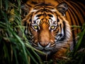 Ai Generated illustration Wildlife Concept of Tiger staring at you Royalty Free Stock Photo