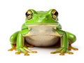 Ai Generated illustration Wildlife Concept of Tree frog Royalty Free Stock Photo