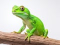 Ai Generated illustration Wildlife Concept of Tree frog Royalty Free Stock Photo