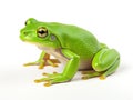 Ai Generated illustration Wildlife Concept of Tree frog Royalty Free Stock Photo