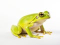 Ai Generated illustration Wildlife Concept of Tree frog Royalty Free Stock Photo