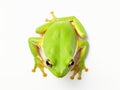 Ai Generated illustration Wildlife Concept of Tree frog on white background Royalty Free Stock Photo