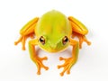 Ai Generated illustration Wildlife Concept of Tree frog on white background Royalty Free Stock Photo