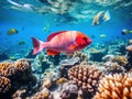 Ai Generated illustration Wildlife Concept of Tropical fish at the Great Barrier Reef. Royalty Free Stock Photo