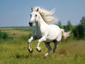 Ai Generated illustration Wildlife Concept of White horse runs gallop