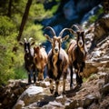 Ai Generated illustration Wildlife Concept of Wild goats kri-kri in Samaria Gorge.