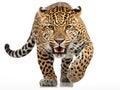 Ai Generated illustration Wildlife Concept of Wild Jaguar Cat Isolated On White Royalty Free Stock Photo