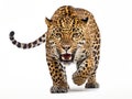 Ai Generated illustration Wildlife Concept of Wild Jaguar Cat Isolated On White Royalty Free Stock Photo