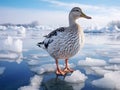 Ai Generated illustration Wildlife Concept of Wild mallard duck walking on ice in the winter