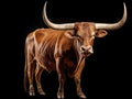 Ai Generated illustration Wildlife Concept of Wild Texas longhorn bull isolated on white background Royalty Free Stock Photo